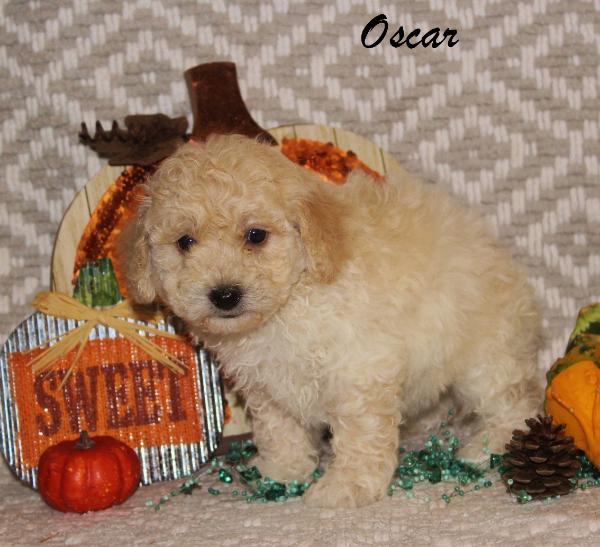 Brunker Toy Poodles Oklahoma